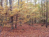 DCP00539