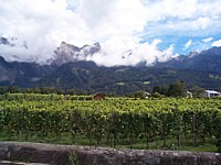 Weinberg Nhe Bad Ragaz (1)